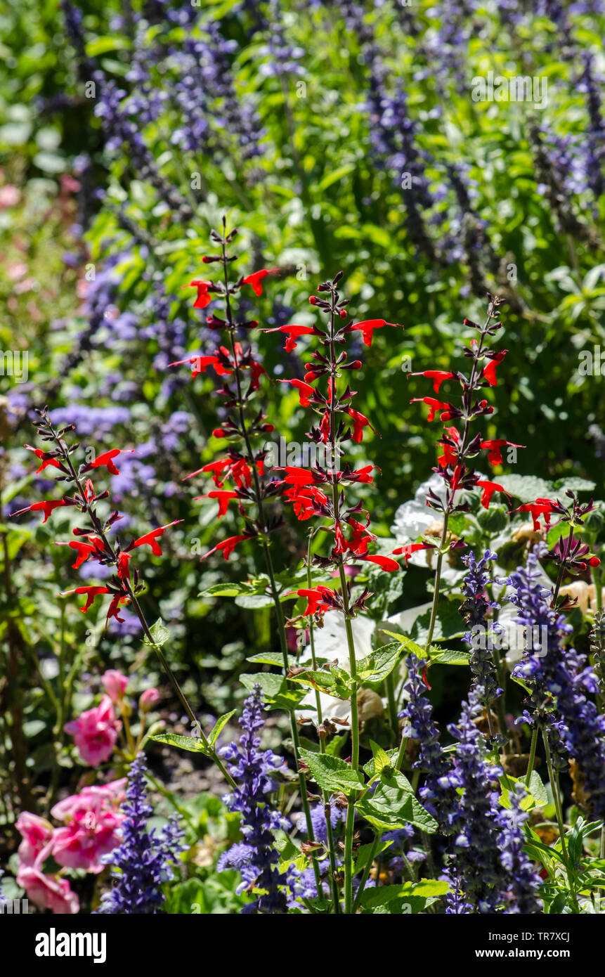 Spectacular Autumn flowering plants Stock Photo - Alamy