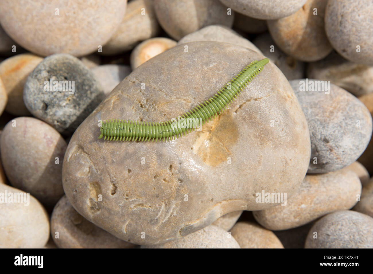 An Isome worm lure that is being used for fishing from a beach in the UK. Dorset England UK GB Stock Photo