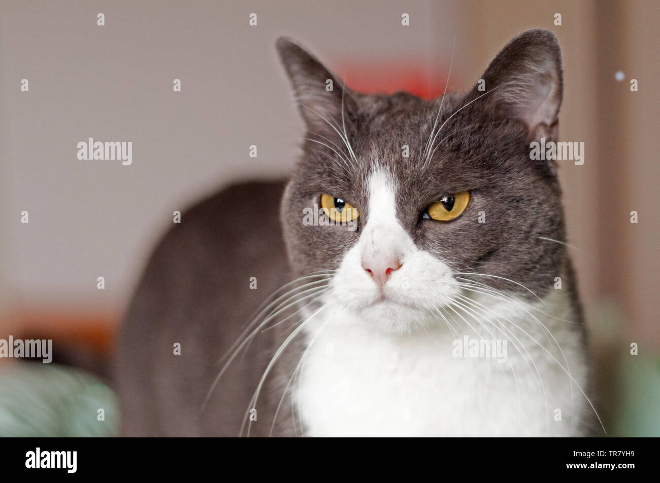 grumpy, beautiful, white and grey female cat with orange eyes Stock Photo