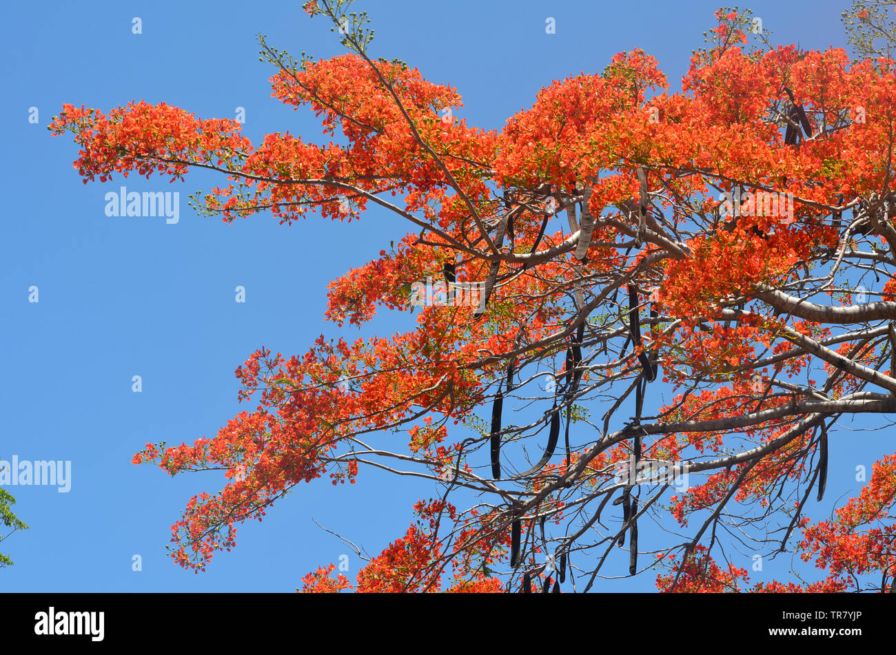 Flame tree or flamboyán (Delonix regia), near Rancho Luna (Cienfuegos province), central Cuba Stock Photo