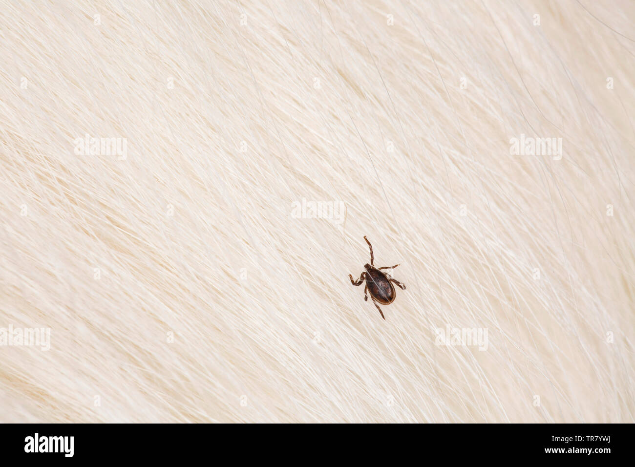 A male tick, Ixodes ricinus, crawling in the hair of a Welsh Collie. Ticks are parasites that feed on blood and can cause Lyme disease, Lyme borrelios Stock Photo