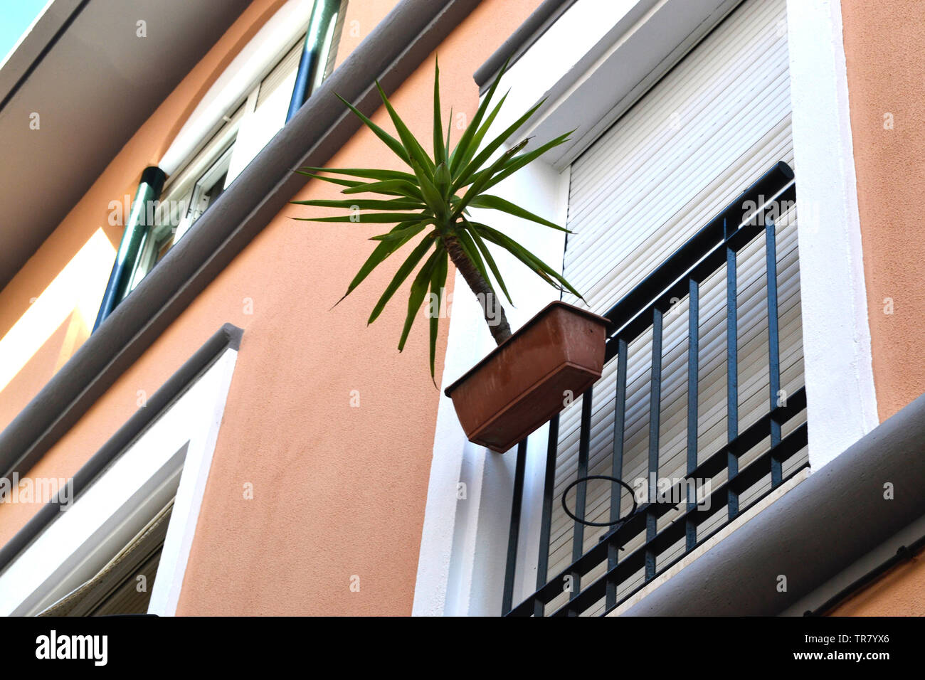 Ibiza Palme auf dem Balkon / Terasse / Ibiza palm tree on the balcony / terrace / Pflanze / plant / Gitter / Hauswand / house wall / planter / Übertop Stock Photo