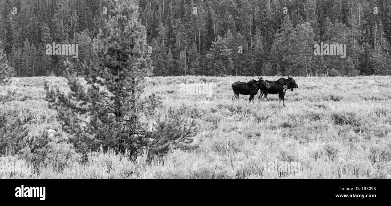 Moose (young stag and a cow) grazing in the Grand Teton National Park in the U.S. state of Wyoming Stock Photo