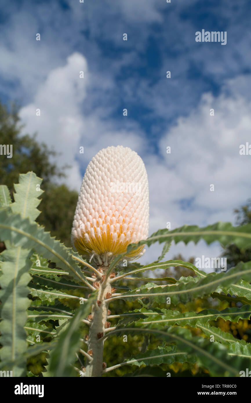 Flower spike of Banksia prionotes in early stages of development, before anthesis of individual flowers (before the individual flowers have opened) Stock Photo