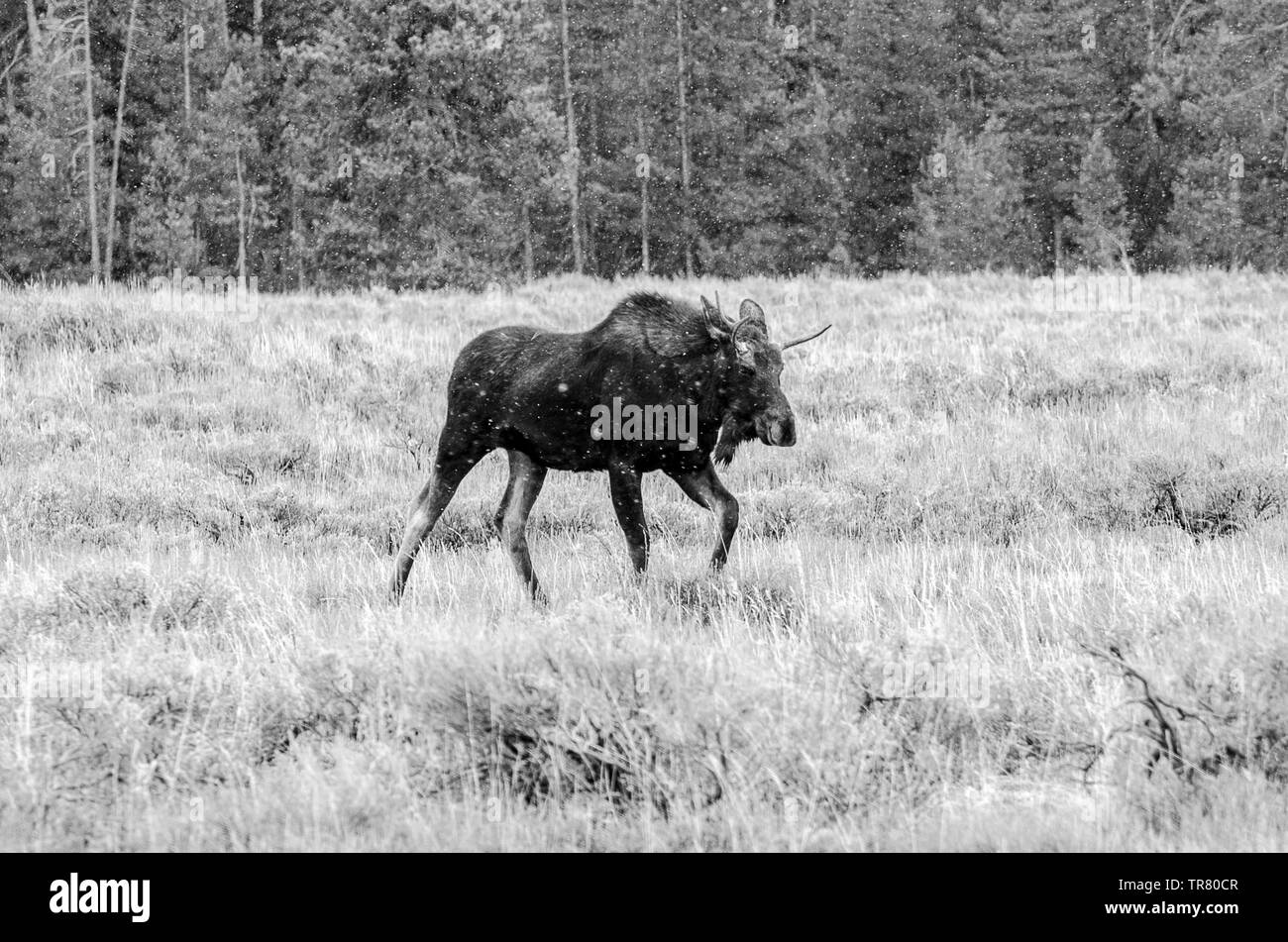Moose (young stag) grazing in the Grand Teton National Park in the U.S. state of Wyoming Stock Photo