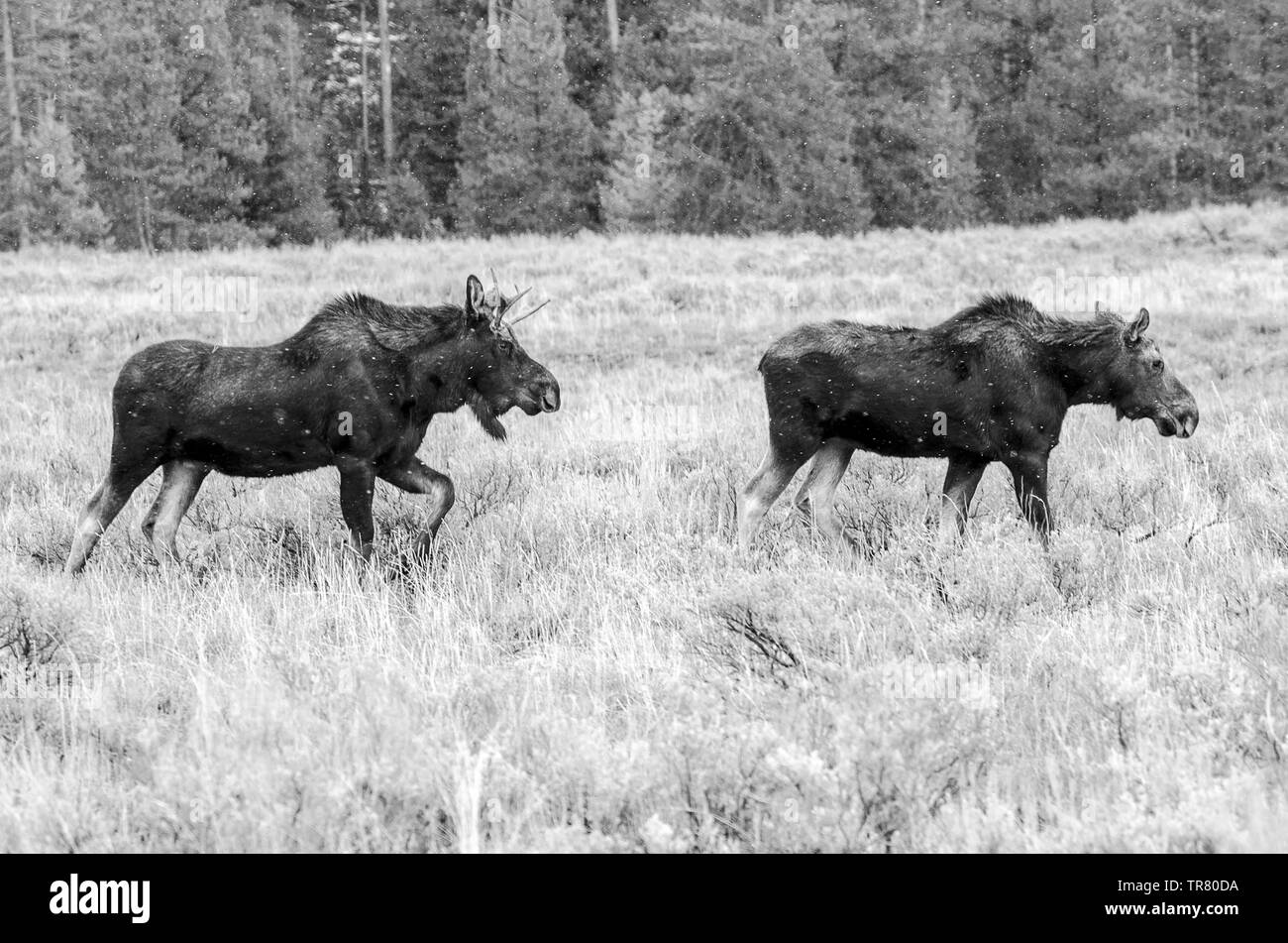 Moose (young stag and a cow) grazing in the Grand Teton National Park in the U.S. state of Wyoming Stock Photo