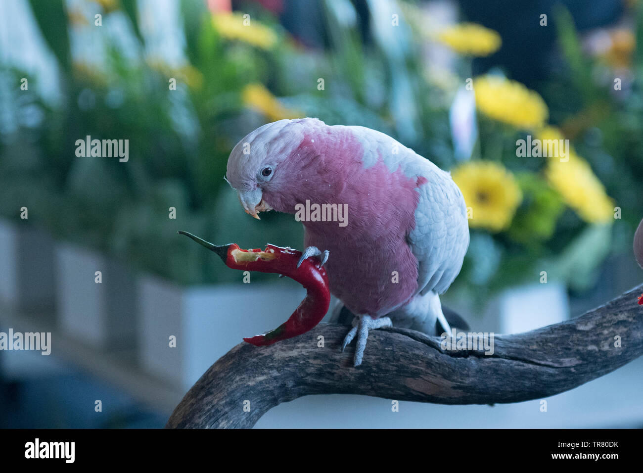 A rescued Pink and Grey Galah (Eolophus roseicapilla), an Australian bird, eating seeds from a chili. Stock Photo