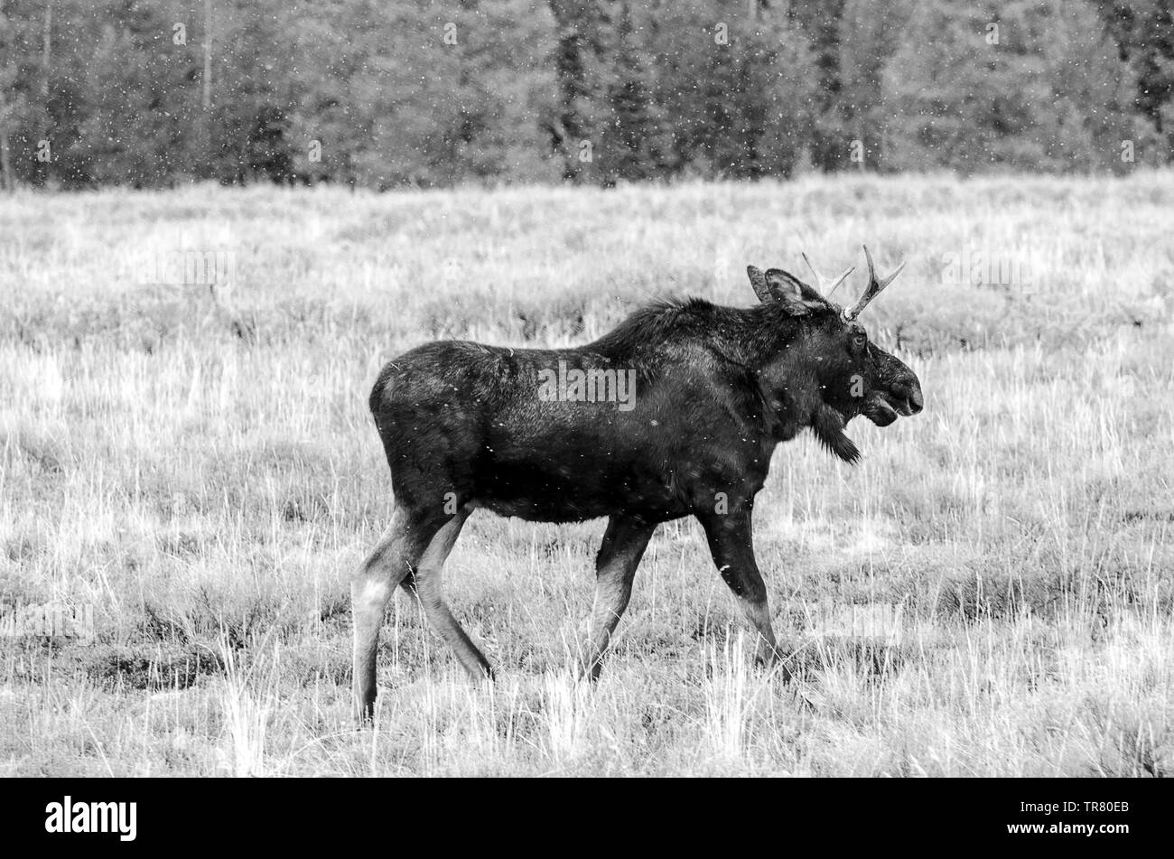 Moose (young stag) grazing in the Grand Teton National Park in the U.S. state of Wyoming Stock Photo