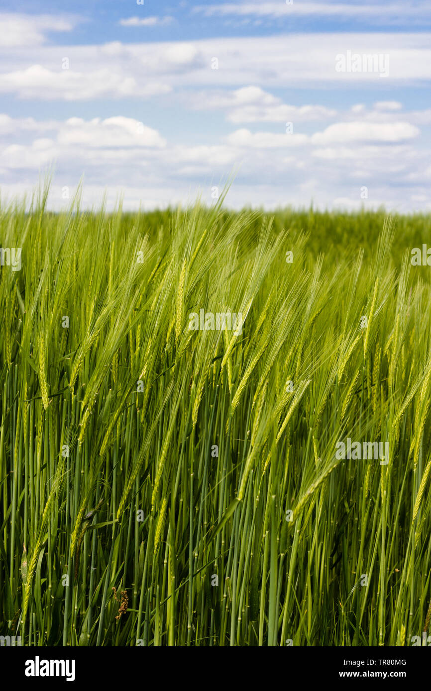 A field of green barley crop with blue sky and light clouds Stock Photo