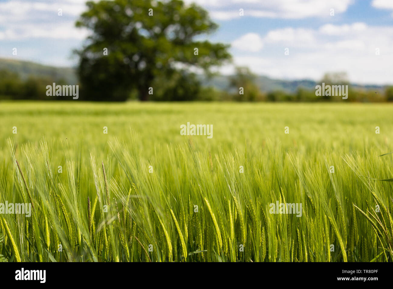 A field of green barley crop, shallow depth of field for a blurred background of a lone oak tree Stock Photo