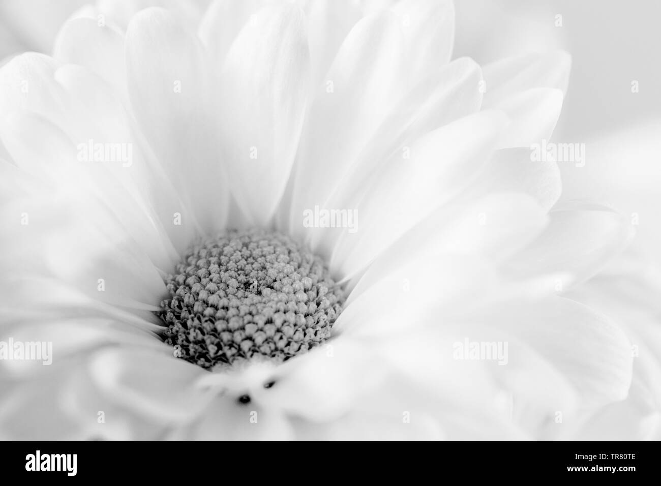 A Daisy symbolizes innocence and purity. It can also symbolize new beginnings Stock Photo
