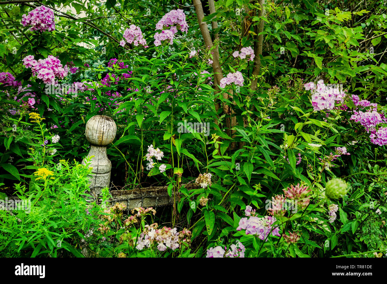 Tall Garden Phlox Growing Wild In An Abandoned Garden Stock Photo
