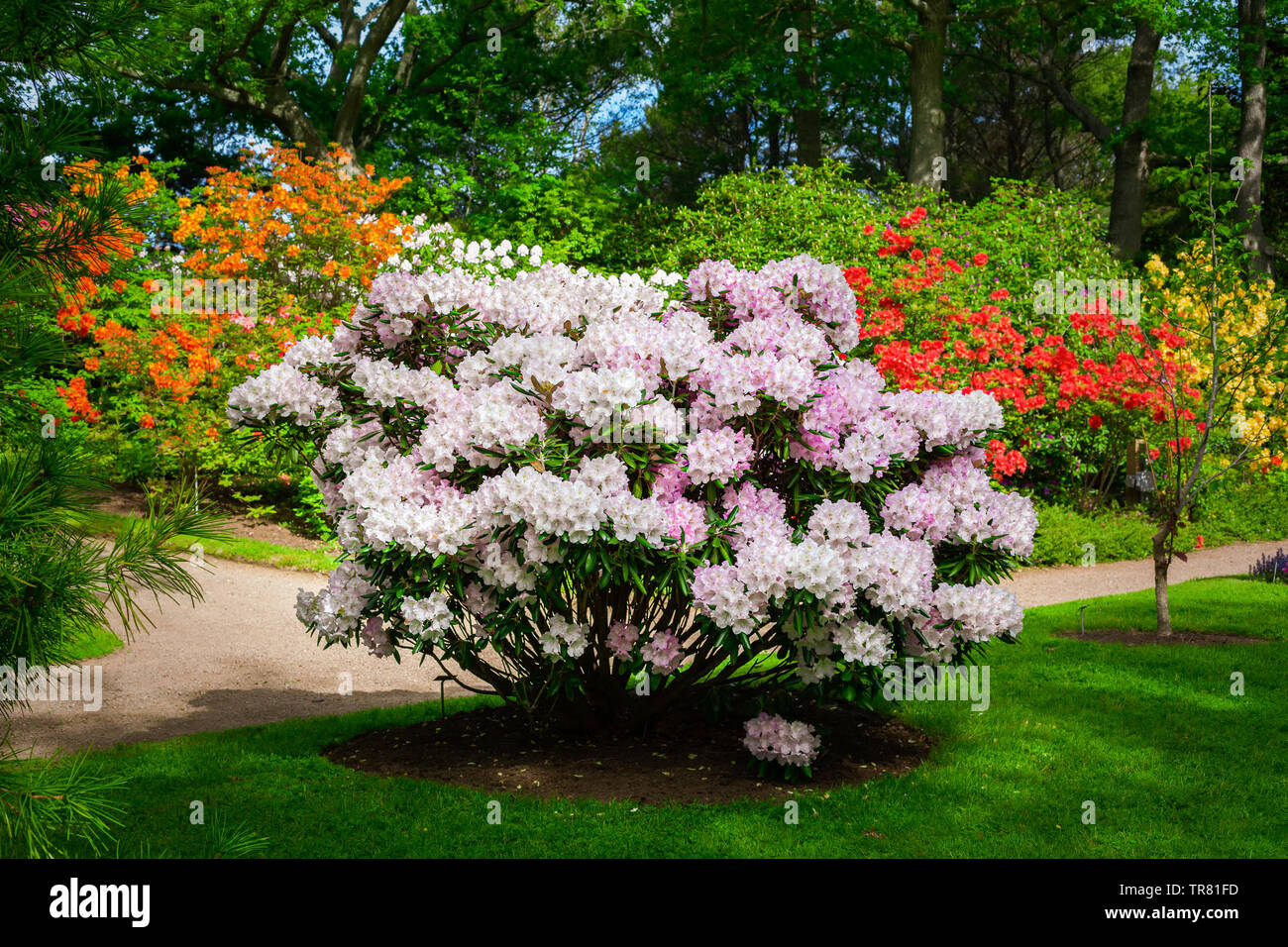 Azaleas and rhododendrons flowering in the spring garden. Stock Photo