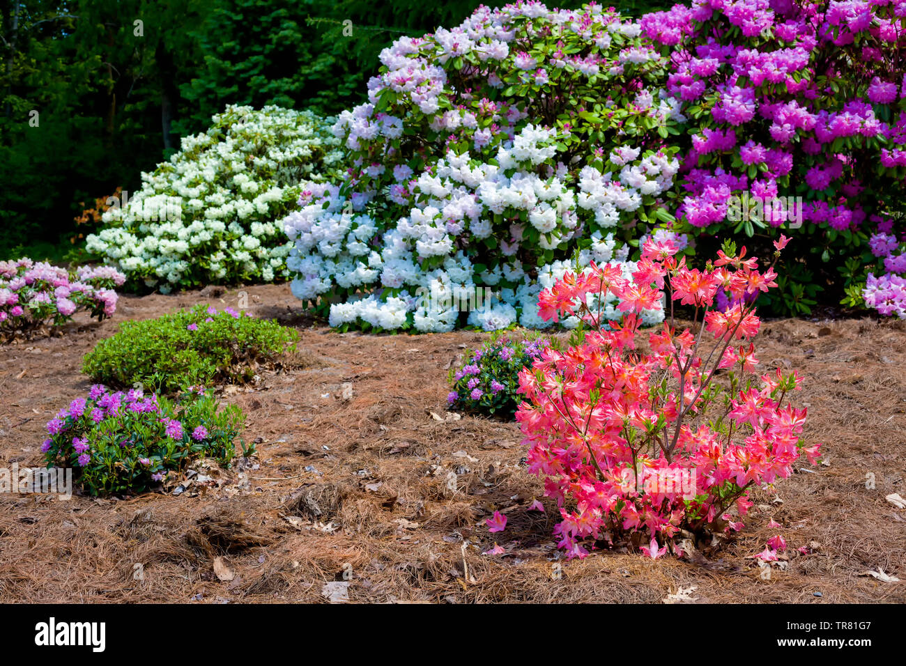 Azaleas and rhododendrons flowering in the spring garden. Stock Photo