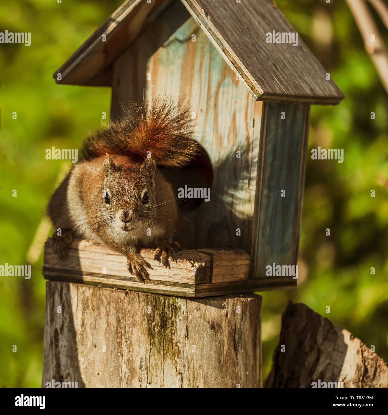 American red squirrel feasting at a bird feeder. Stock Photo