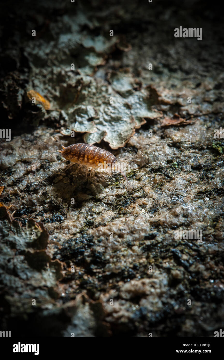 Cheesy bug hires stock photography and images Alamy