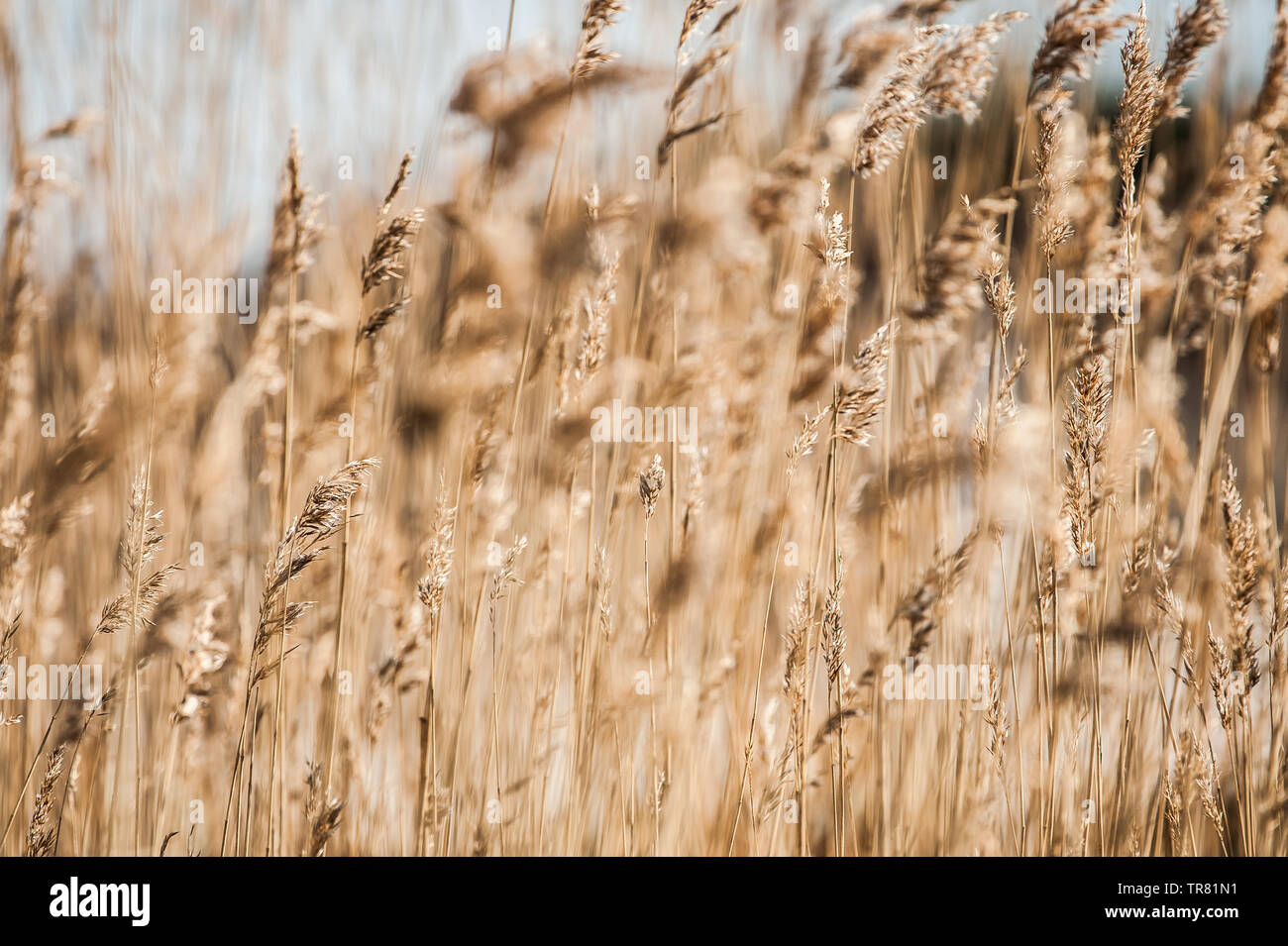 Reeds waving hi-res stock photography and images - Alamy