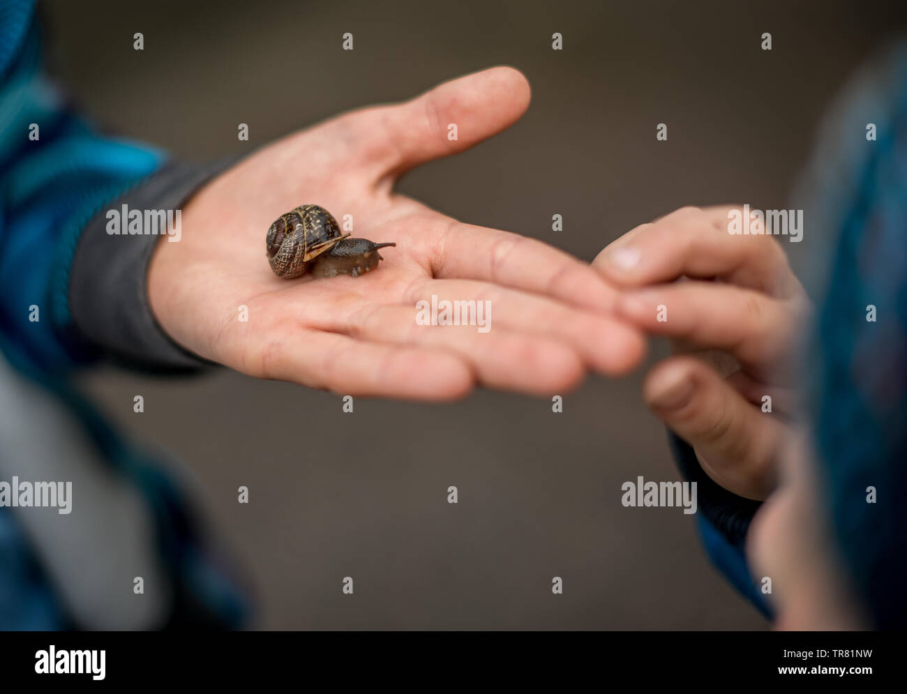 Snail Rasping Snail racing hi-res stock photography and images - Alamy