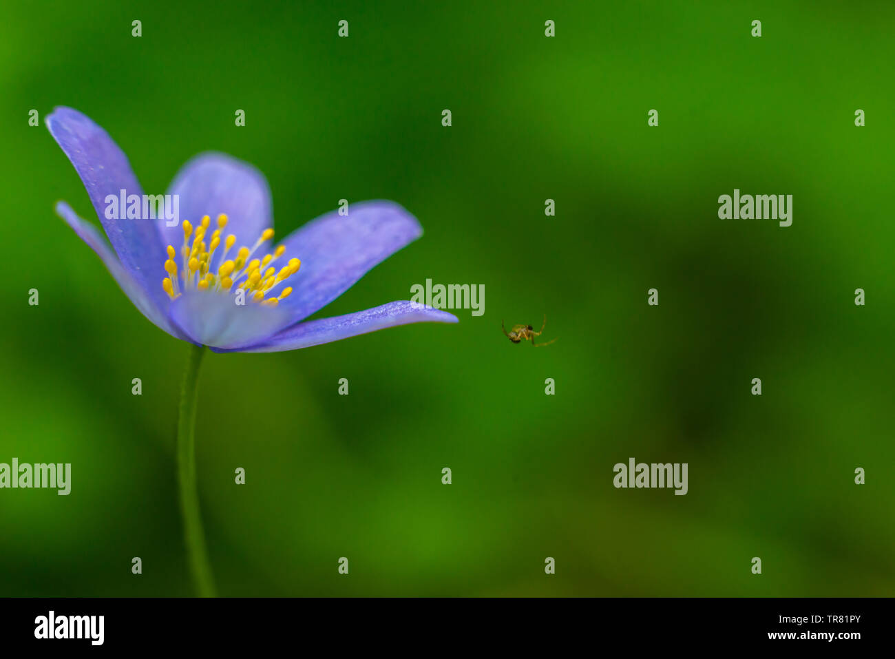 Kidneywort, Anemone hepatica of the buttercup family in the spring. Stock Photo