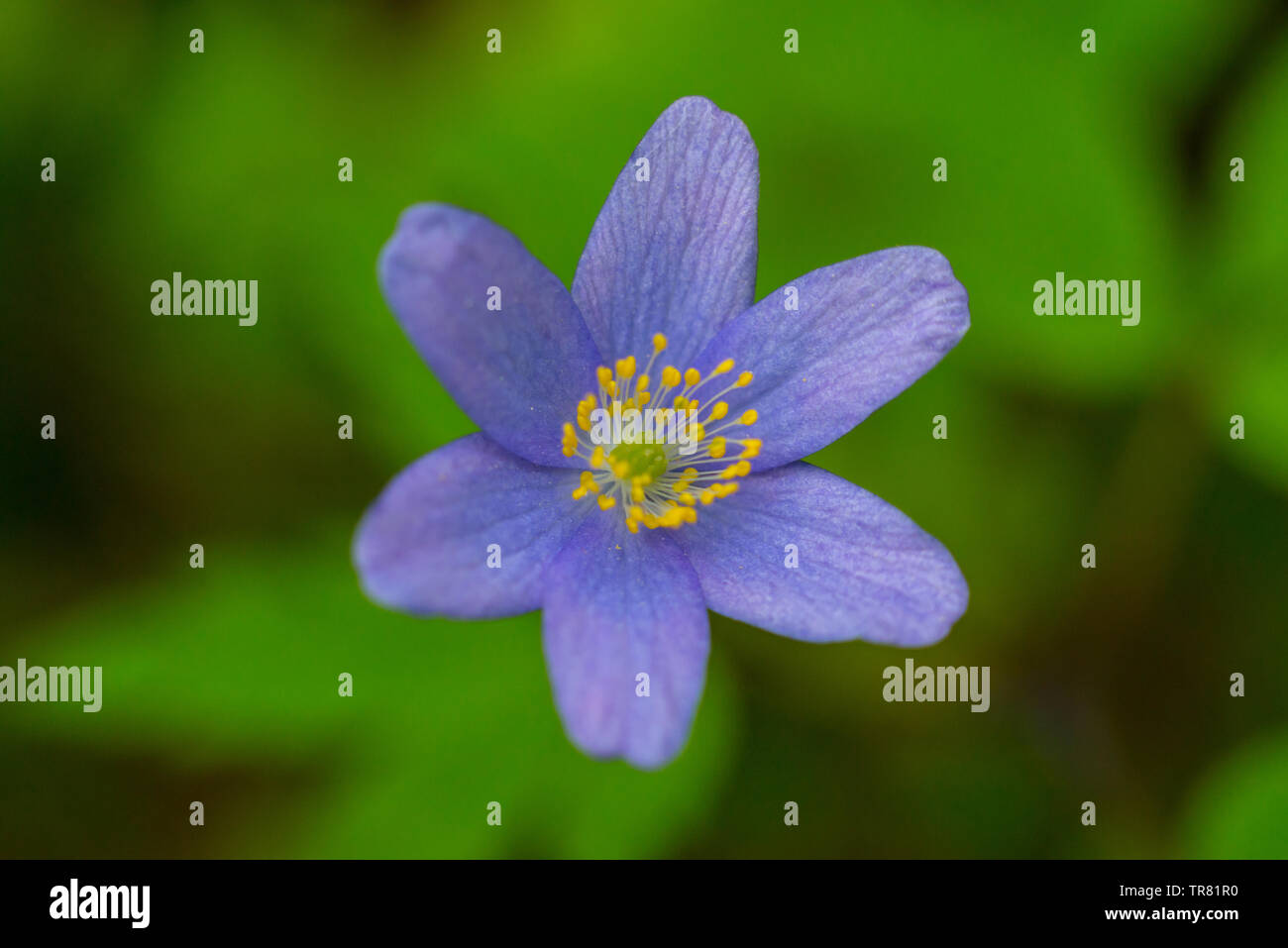 Kidneywort, Anemone hepatica of the buttercup family in the spring. Stock Photo