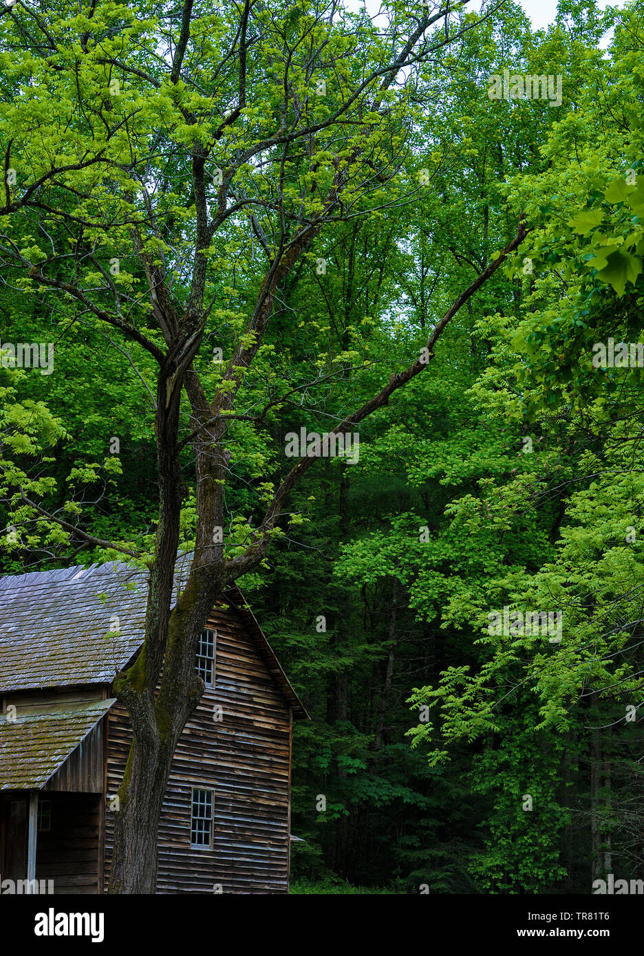 Historical cabin on the settler Templeton homestead in Cades Cove ...