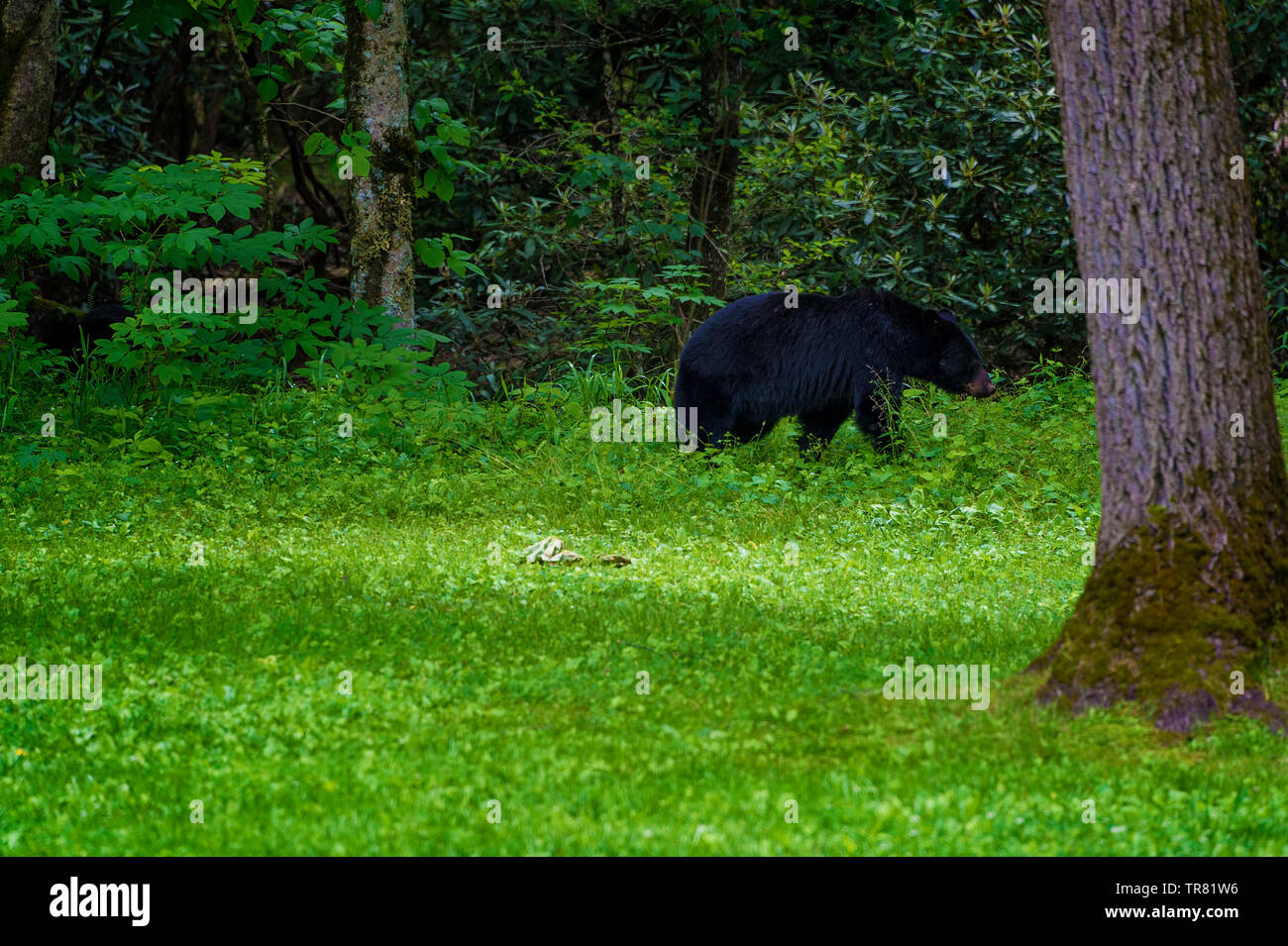 A large black bear seen at a the edge of a think forest at Templeton's homestead in Cades Cove Valley, Tennessee Stock Photo