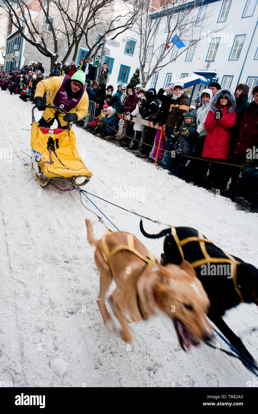 Dog sledding races through the streets of downtown Quebec, Winter ...