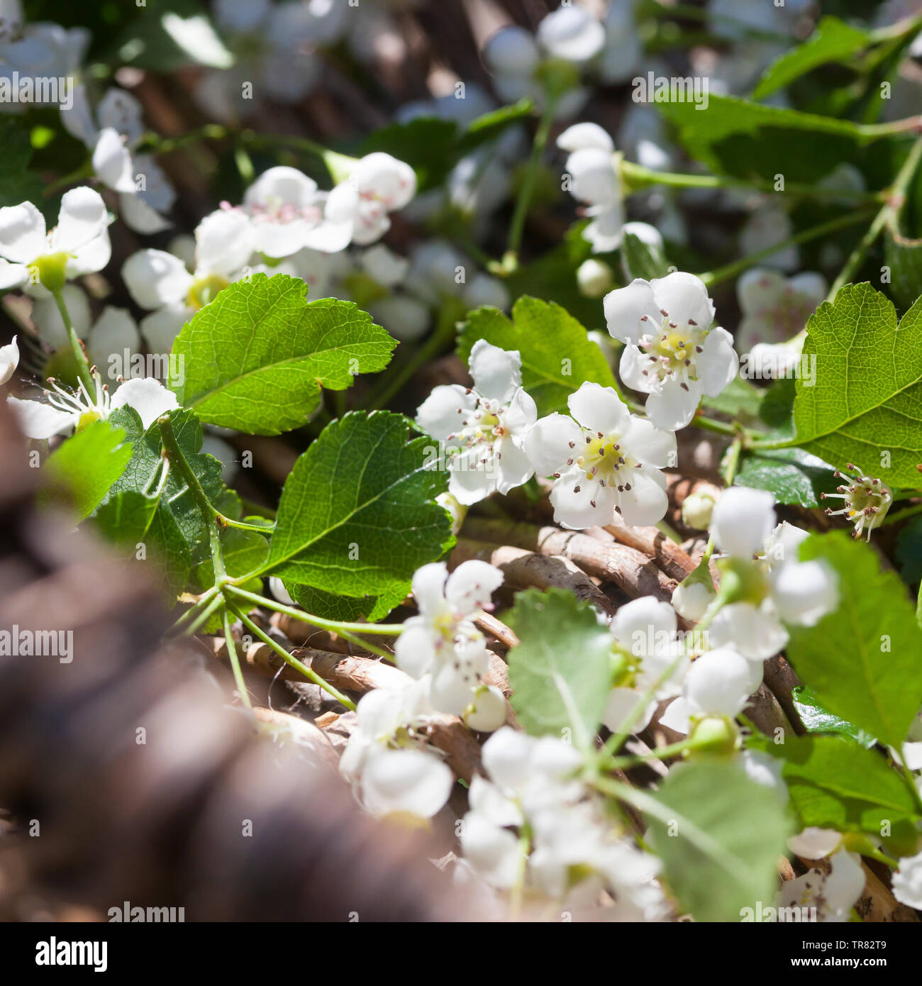 Weißdornblüten, Weißdorn-Blüten, Ernte, in einem Korb, Weißdorn, Weissdorn,  Weiß-Dorn, Weiss-Dorn. Zweigriffliger Weißdorn, Zweigriffeliger Weißdorn  Stock Photo - Alamy