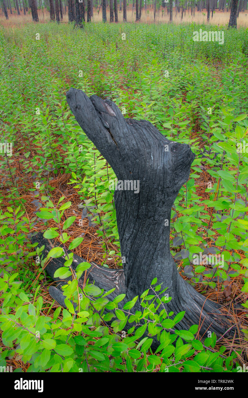 Burnt stump of Longleaf Pine (Pinus palustris), Weymouth Woods Sandhills Nature Preserve, NC, USA, by Bill Lea/Dembinsky Photo Assoc Stock Photo