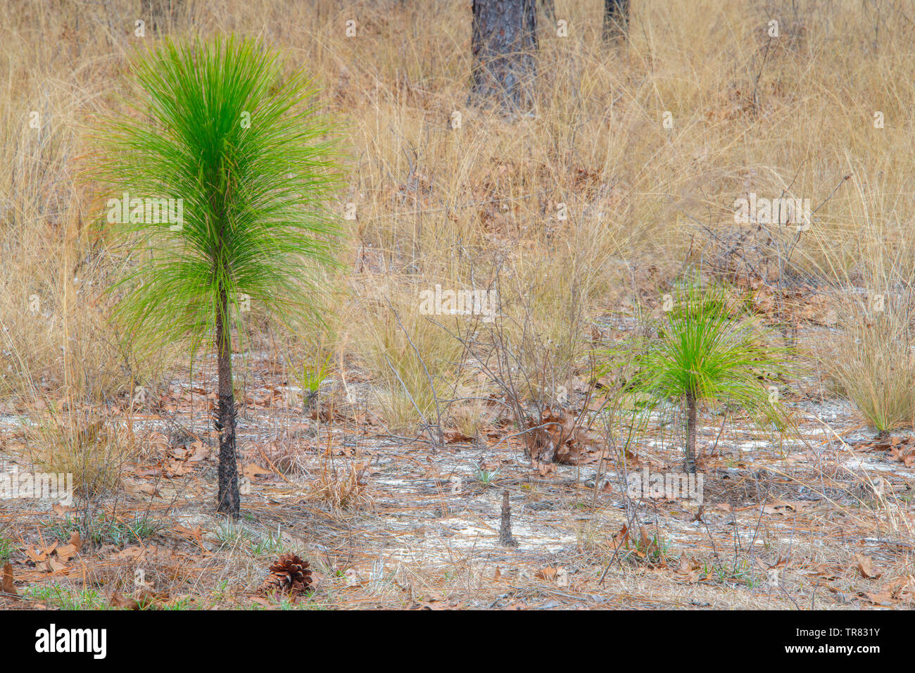 Weymouth pine needles hires stock photography and images Alamy