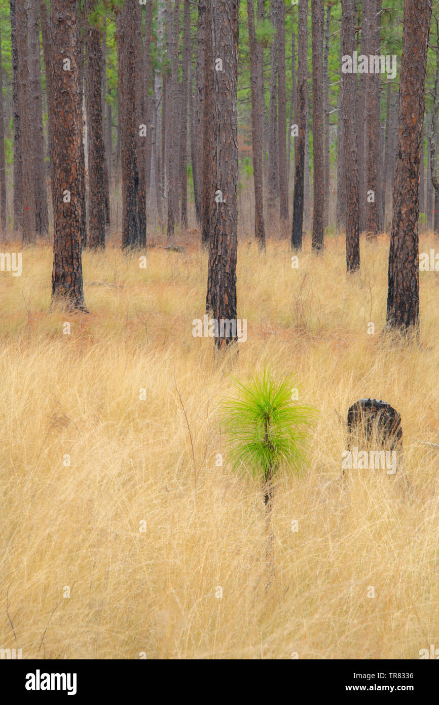 Longleaf Pine saplings (Pinus palustris), Weymouth Woods Sandhills Nature Preserve, NC, USA, by Bill Lea/Dembinsky Photo Assoc Stock Photo