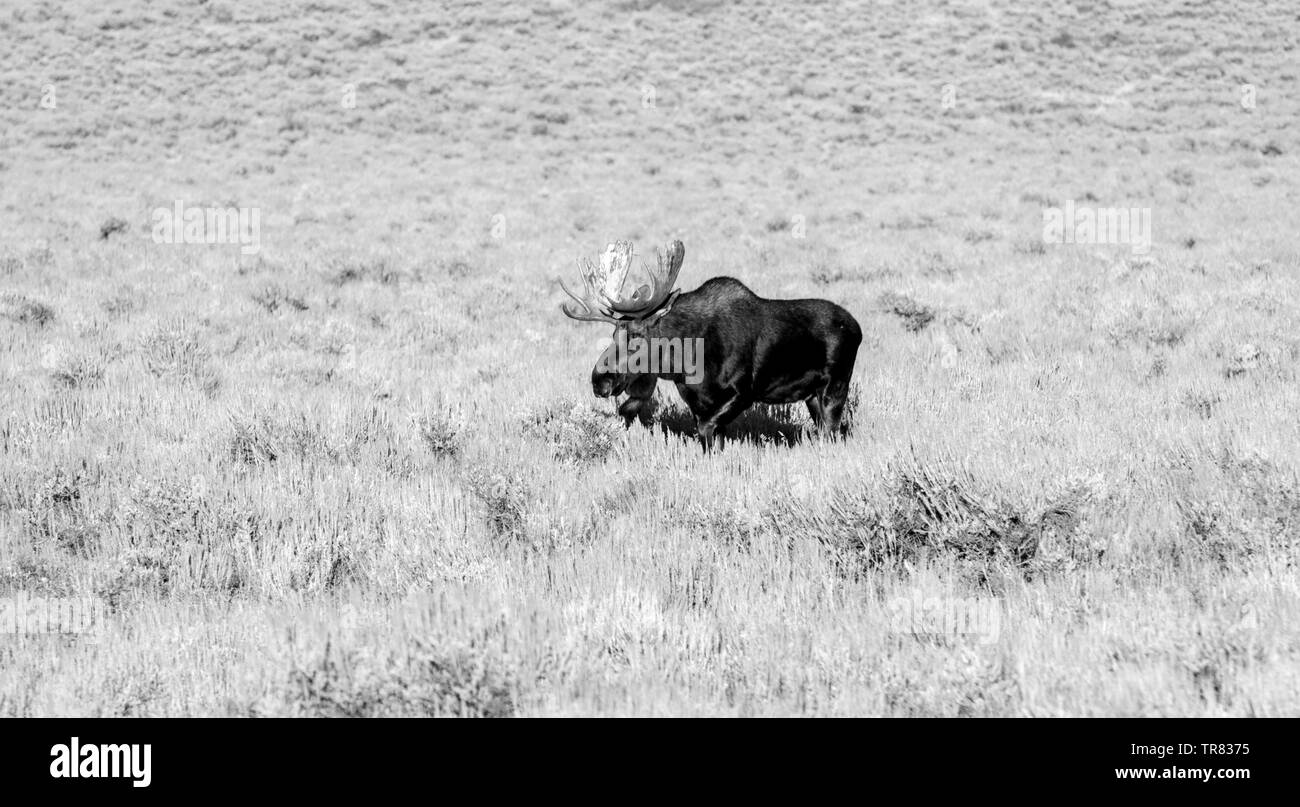 Male Moose (Adult stag) grazing in the Grand Teton National Park in the U.S. state of Wyoming Stock Photo
