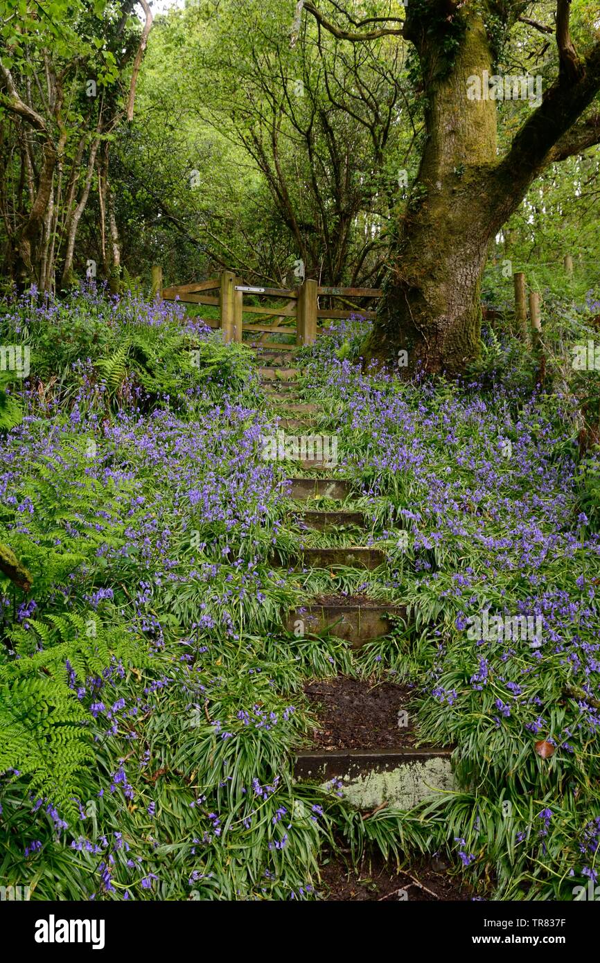 footpath through native bluebells Hyacinthoides non-scripta Coed y Foel  Woodland Trust wood woodland Llandysul  Carmarthenshire Wales Stock Photo