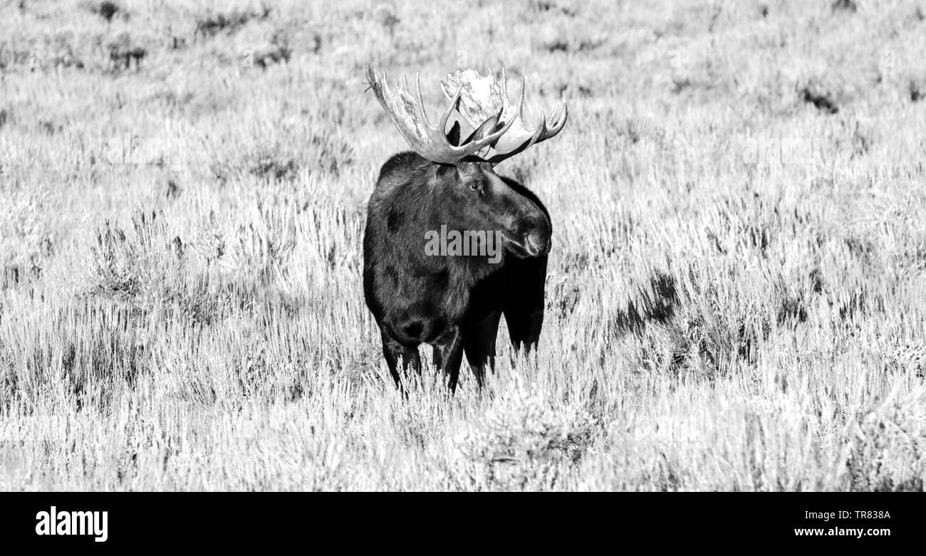 Male Moose (Adult stag) grazing in the Grand Teton National Park in the U.S. state of Wyoming Stock Photo