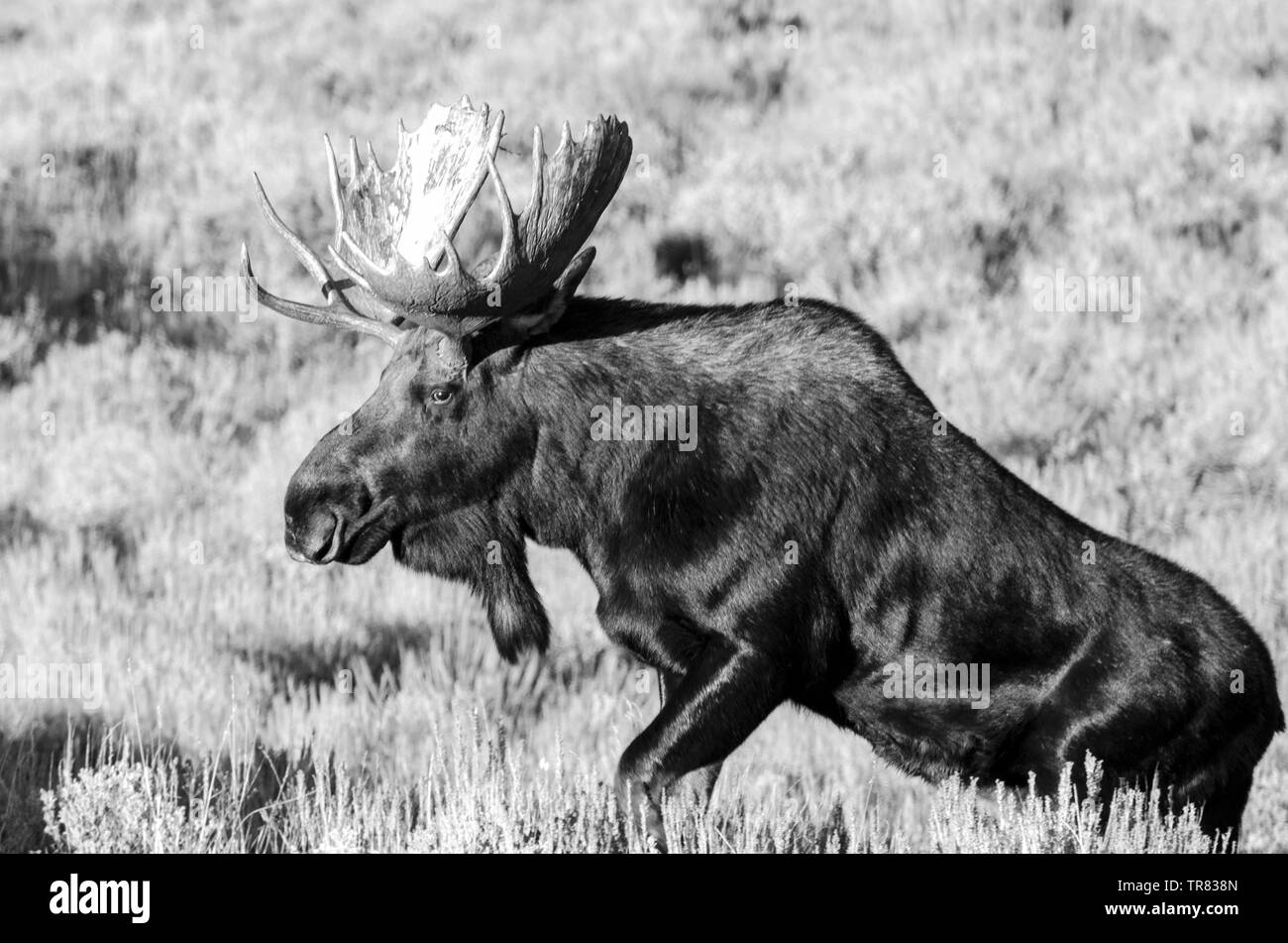 Male Moose (Adult stag) grazing in the Grand Teton National Park in the U.S. state of Wyoming Stock Photo