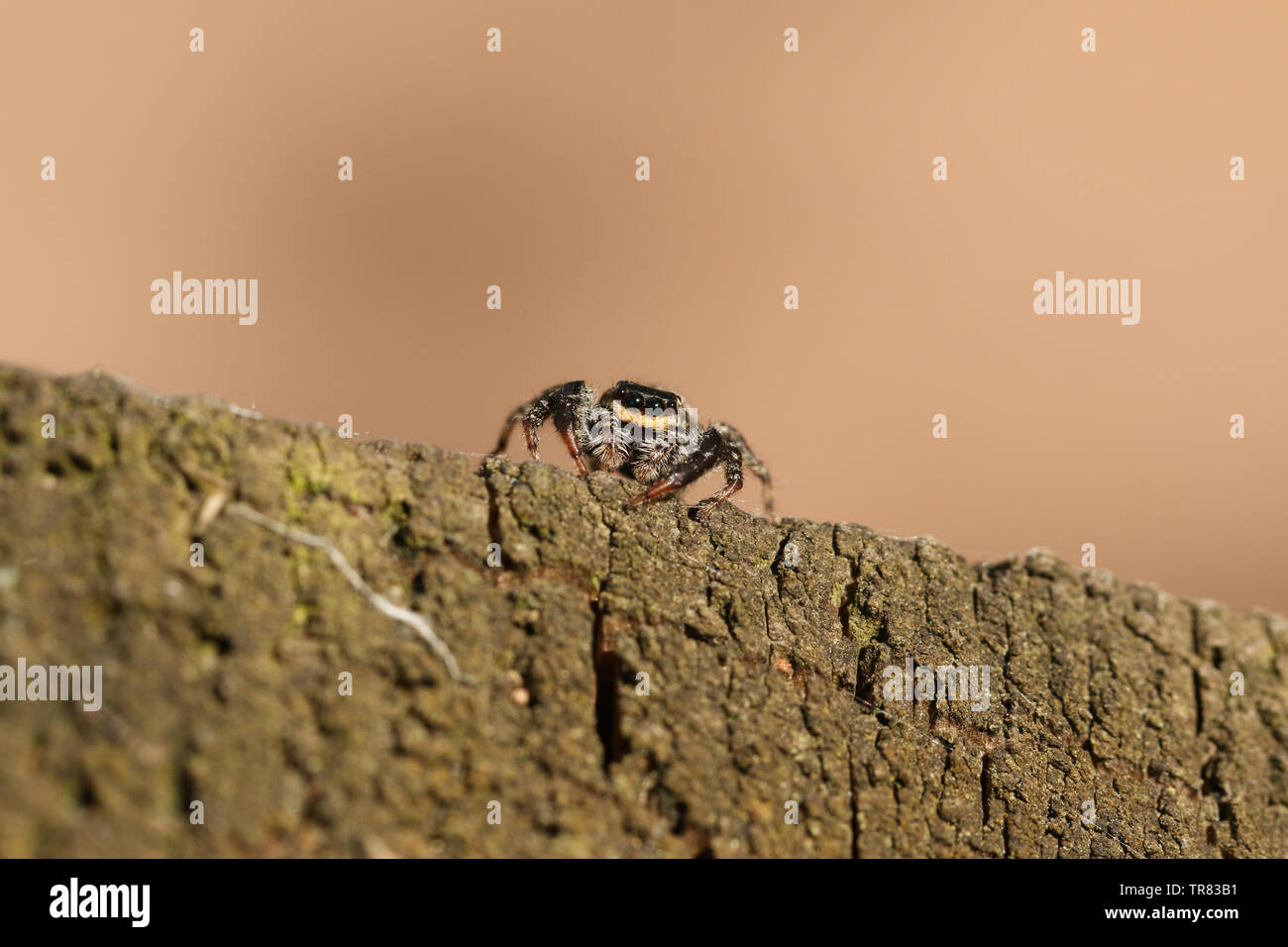 A cute fencepost Jumping Spider, Marpissa muscosa, hunting on a wooden fence at the edge of woodland. Stock Photo