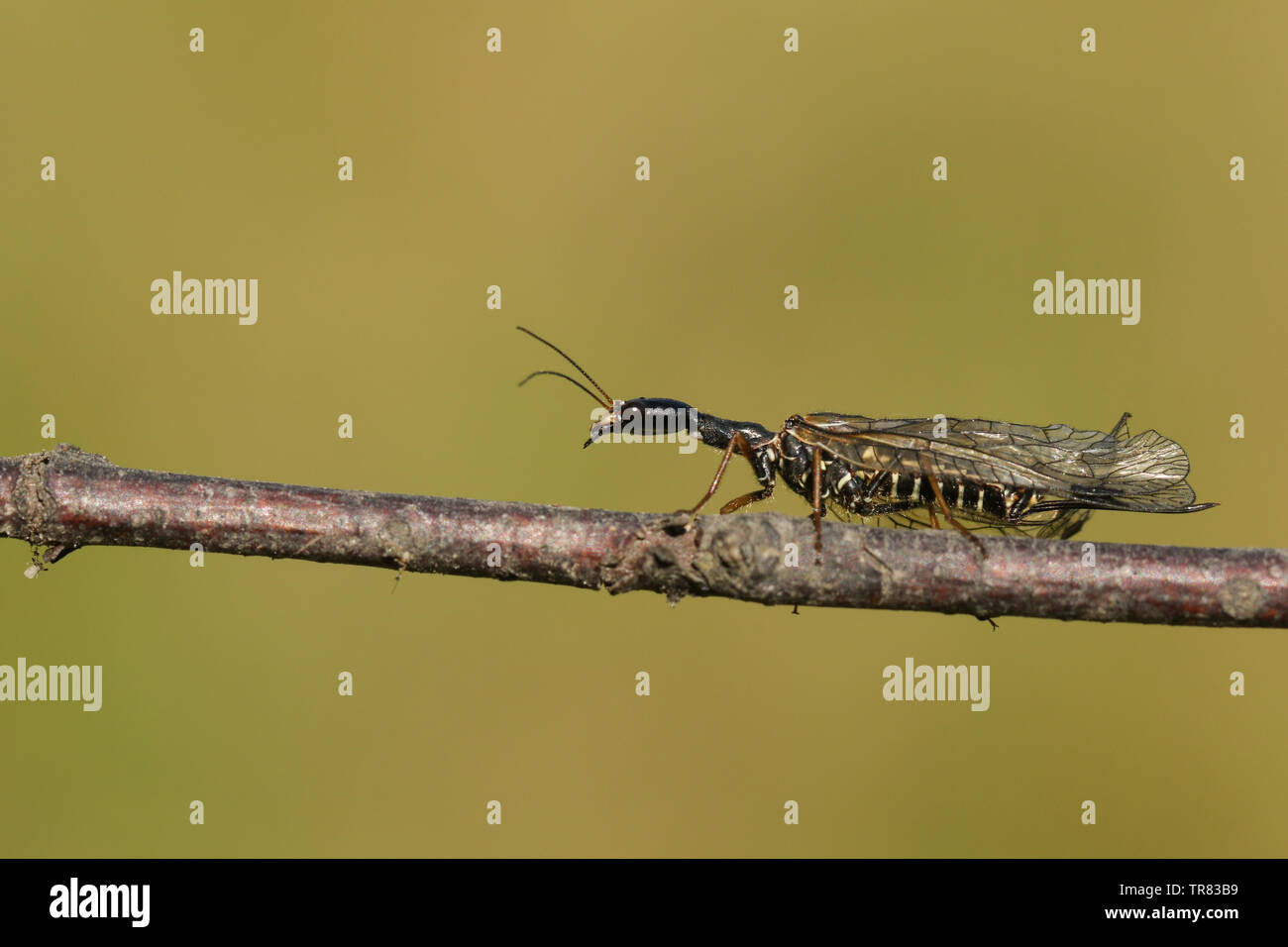 A Snakefly, Rhapidioptera, walking along a twig. Snakeflies are rarely encountered as they spend most of their adult lives in the tree canopy. Stock Photo