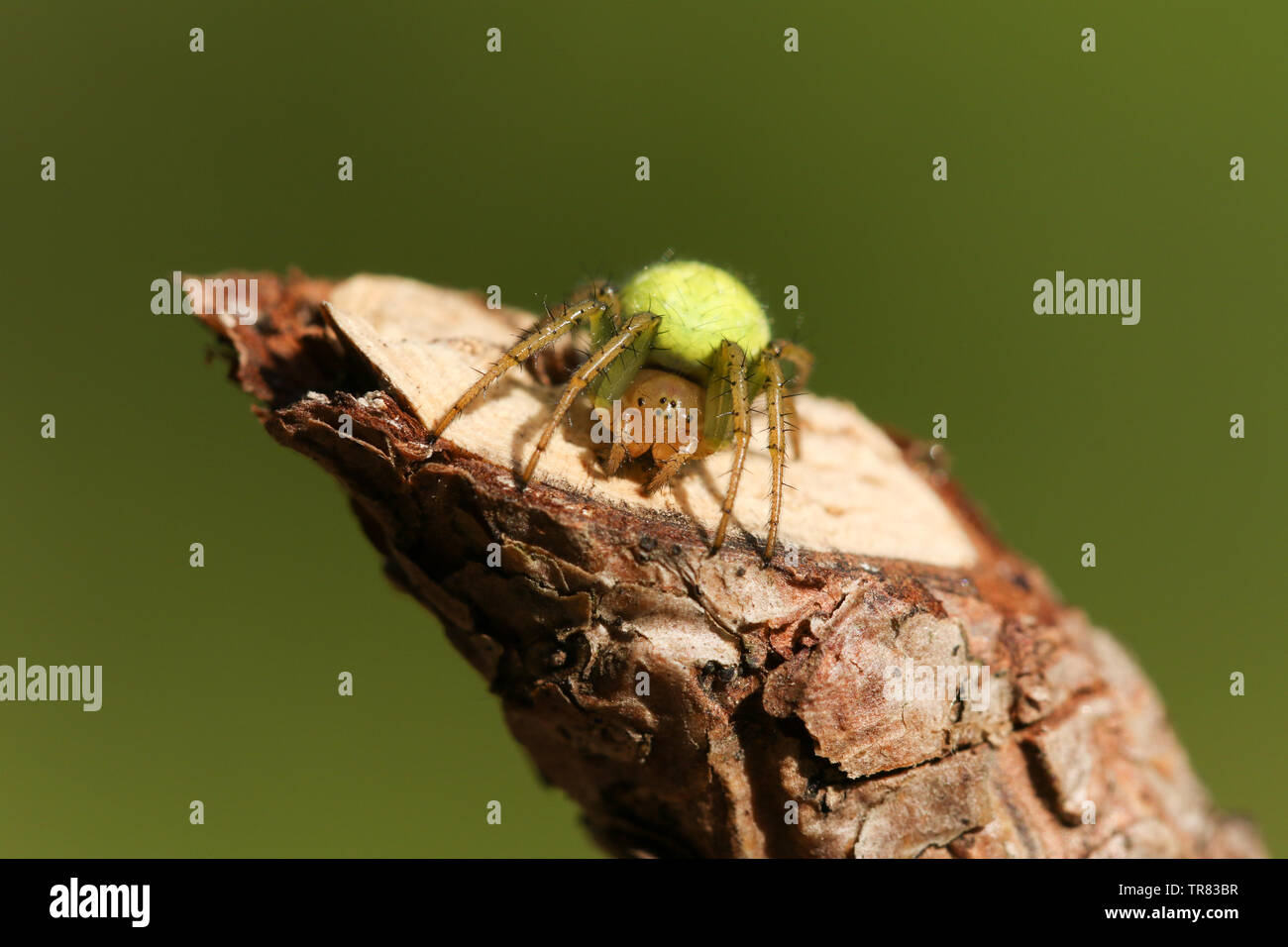 A pretty Cucumber Green Orb Spider, Araniella cucurbitina sensu stricto, hunting for food. Stock Photo
