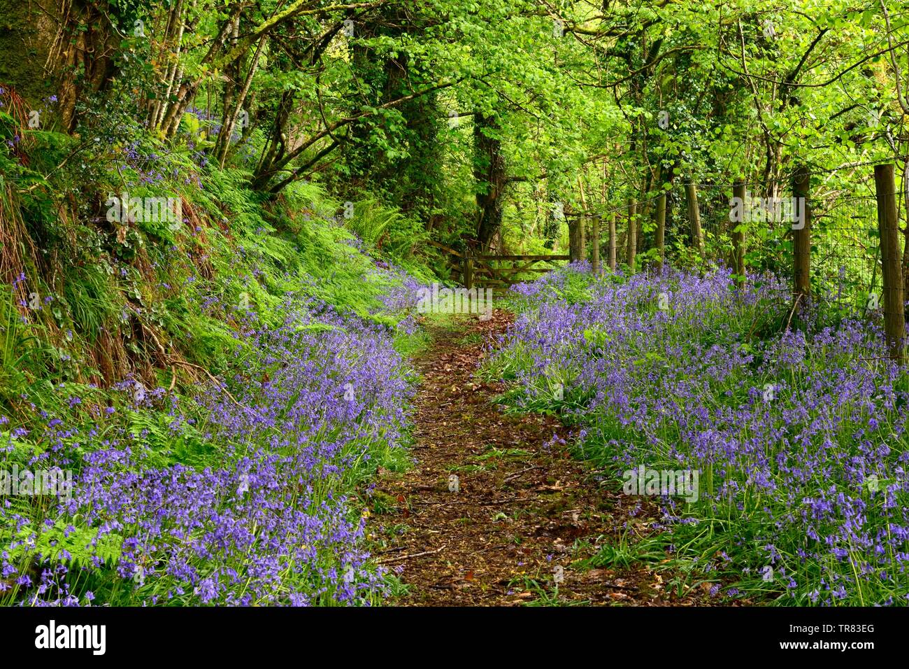 footpath through native bluebells Hyacinthoides non-scripta Coed y Foel  Woodland Trust wood woodland Llandysul  Carmarthenshire Wales Stock Photo