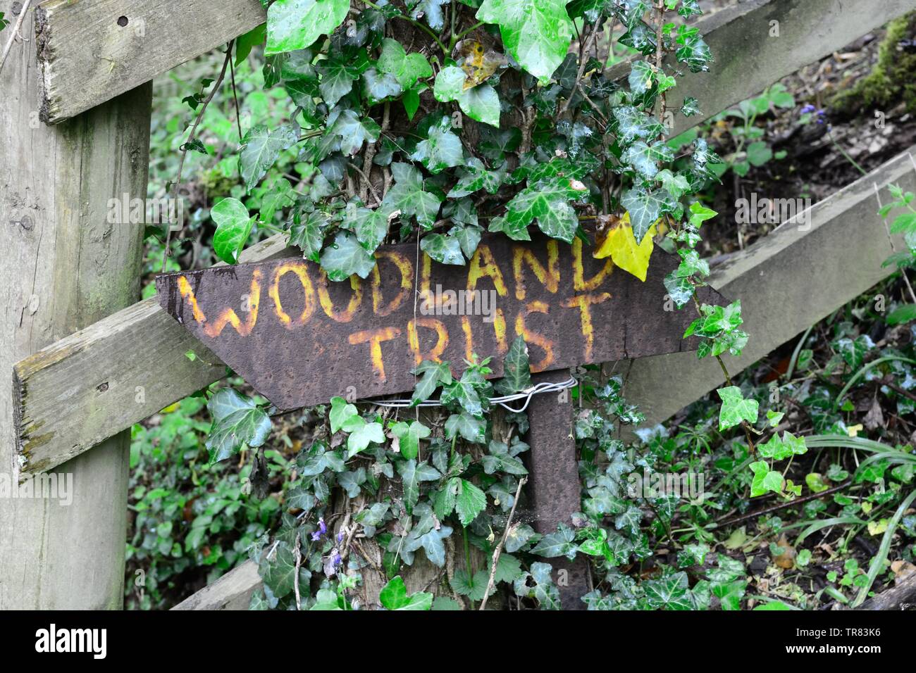 Old rusty painted Woodland Trust sign Coed y Foel Woodland Trust Wood  Llandysul Carmarthenshire Wales Cymru UK Stock Photo