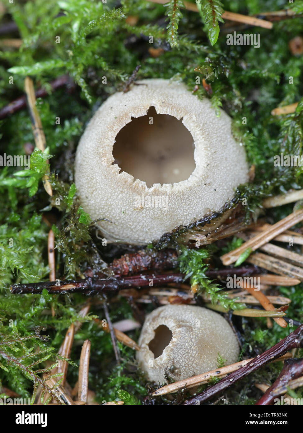 Tarzetta catinus, known as greater toothed cup fungus Stock Photo