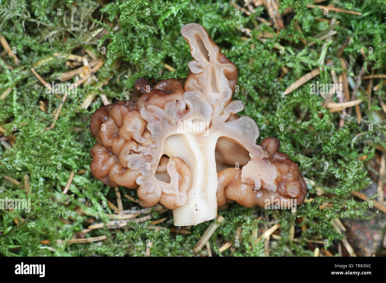 Gyromitra esculenta, known as the False Morel, a wild mushroom from Finland Stock Photo