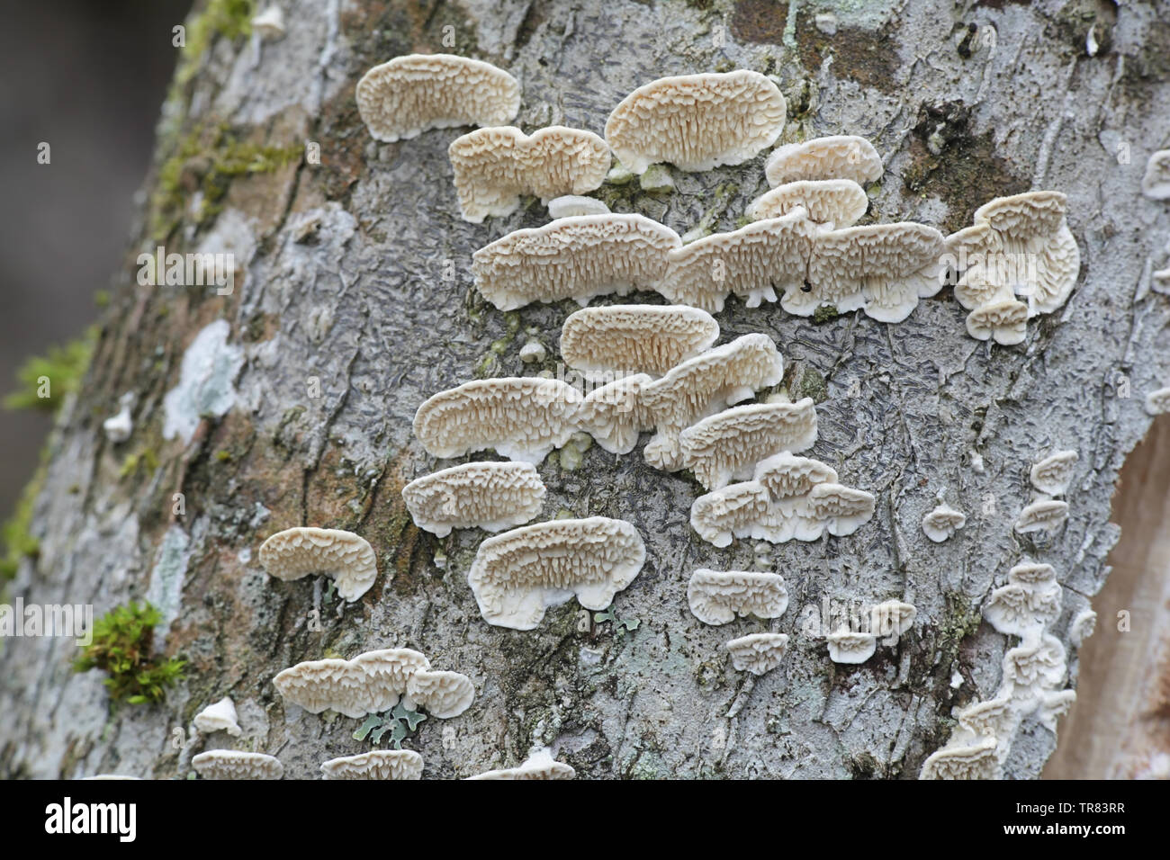 Irpex lacteus, known as the Milk-white Toothed Polypore, studies for use in biofuel production Stock Photo