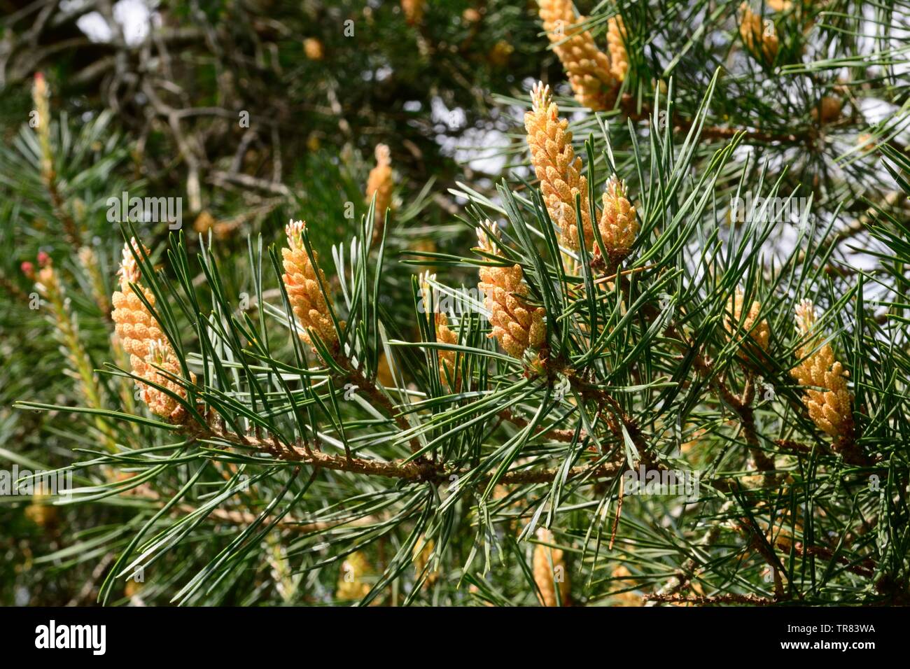 Male flowers of the Scots Pine tree Pinus sylvestris Stock Photo