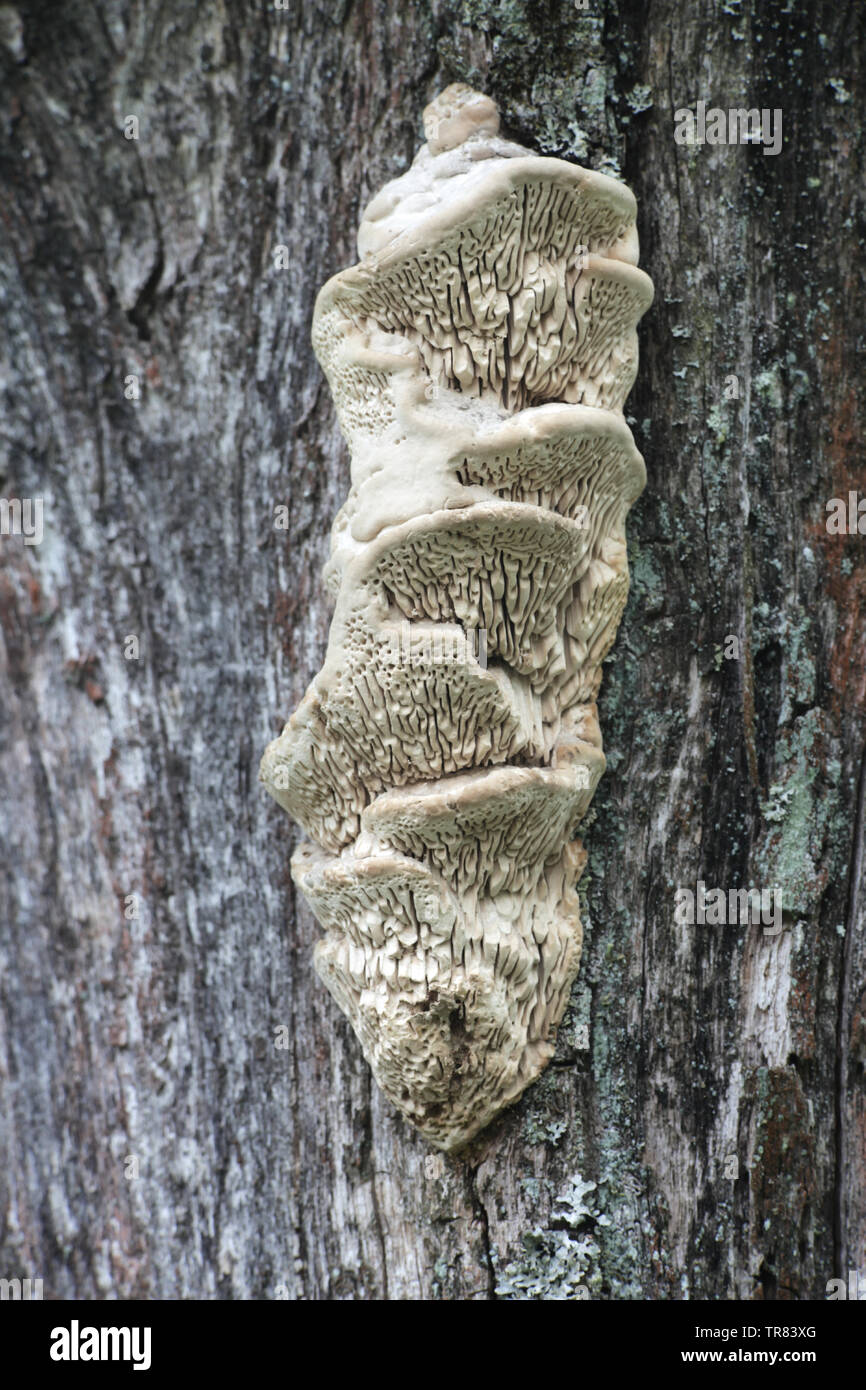 Daedalea quercina, known as the oak mazegill or maze-gill fungus Stock Photo