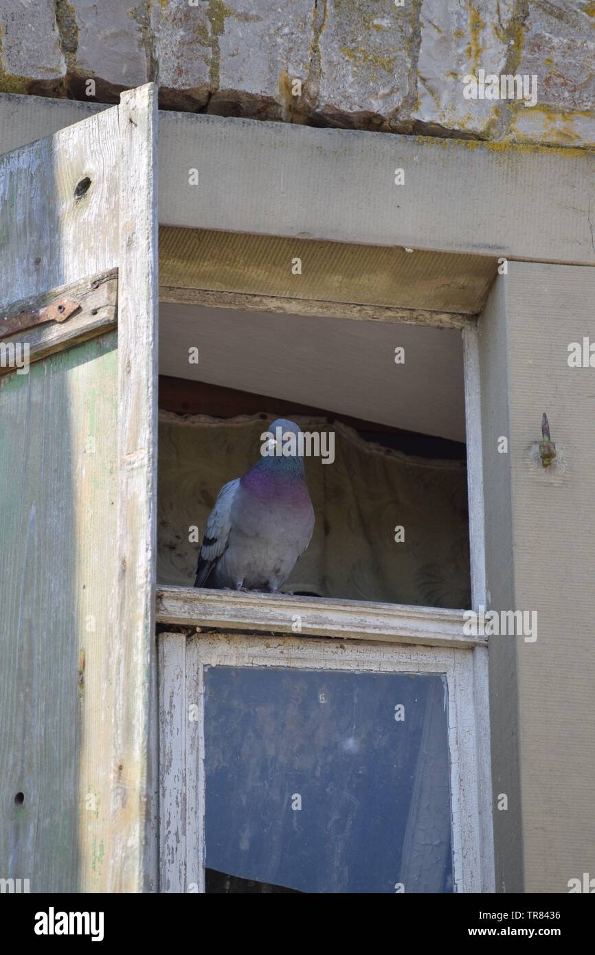 a Pigeon in a Window Stock Photo Alamy