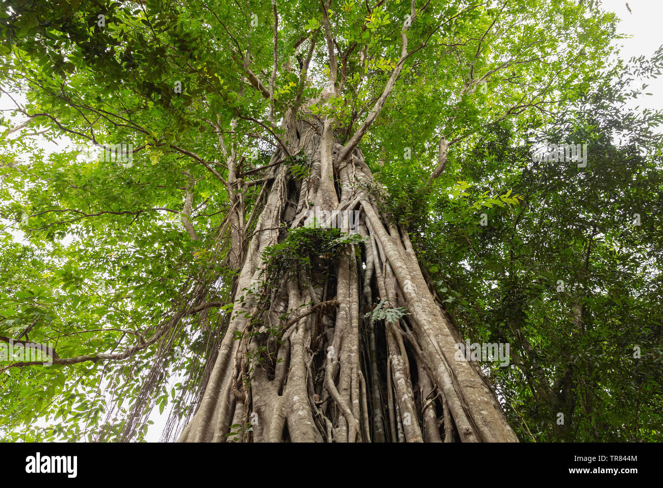 Large Banyan tree at Ta Som Temple, Angkor, UNESCO World Heritage Site, Siem Reap Province, Cambodia, Indochina, Southeast Asia, Asia Stock Photo