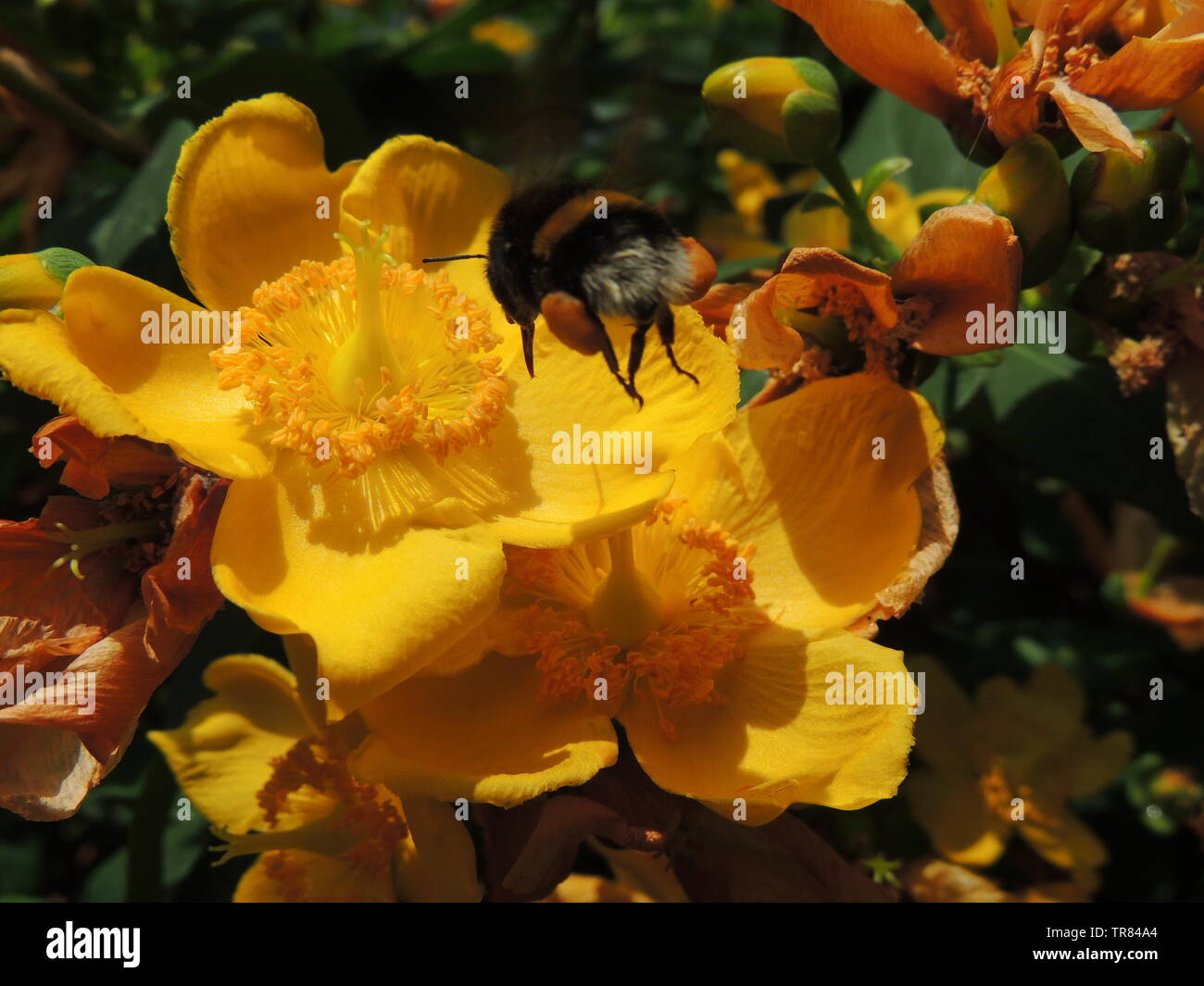 Bee landing to collect pollen from flowers Stock Photo