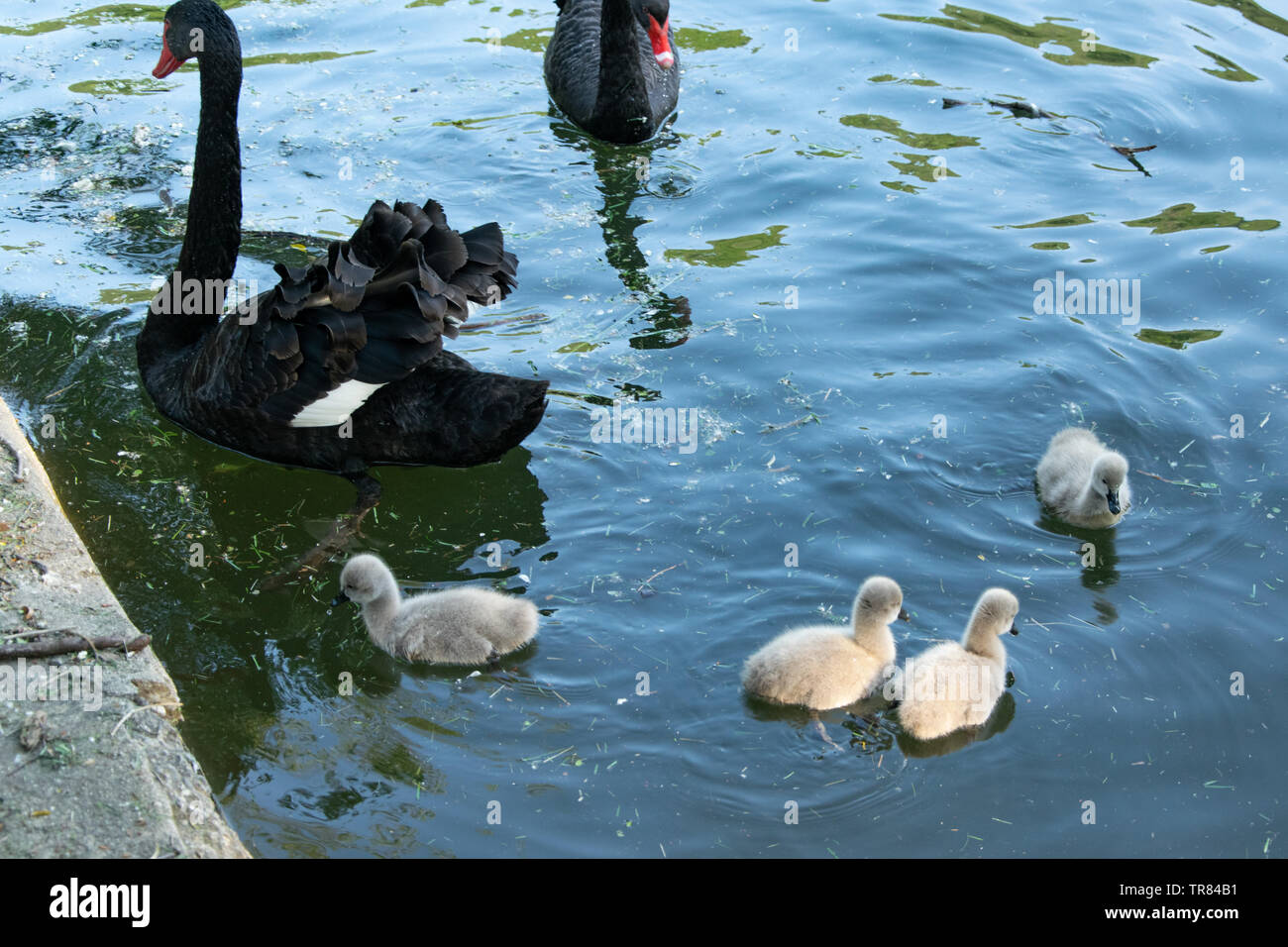 Baby Black Swans High Resolution Stock Photography And Images Alamy