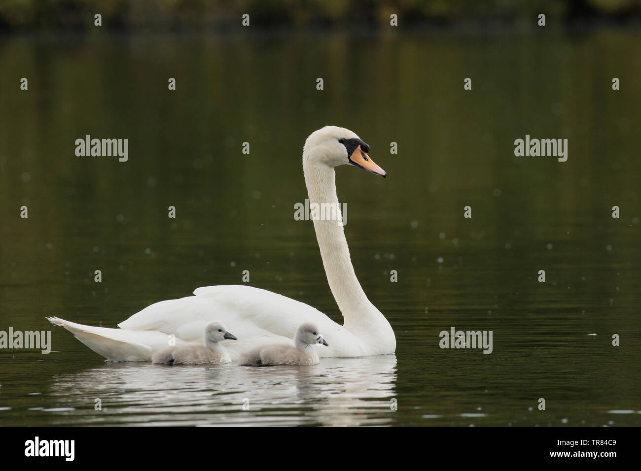 Mute Swan and cygnets Stock Photo